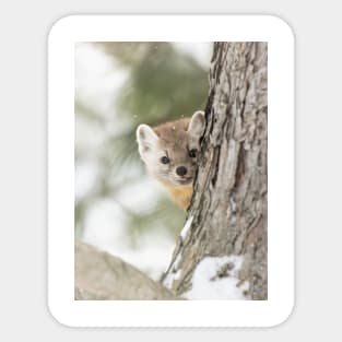 Pine Marten Sticker